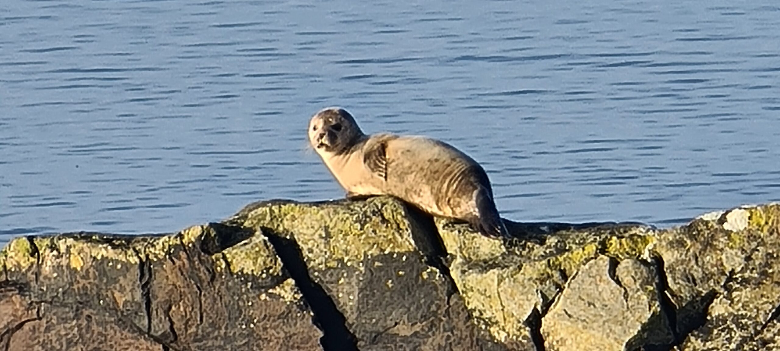 Seal on the rocks
