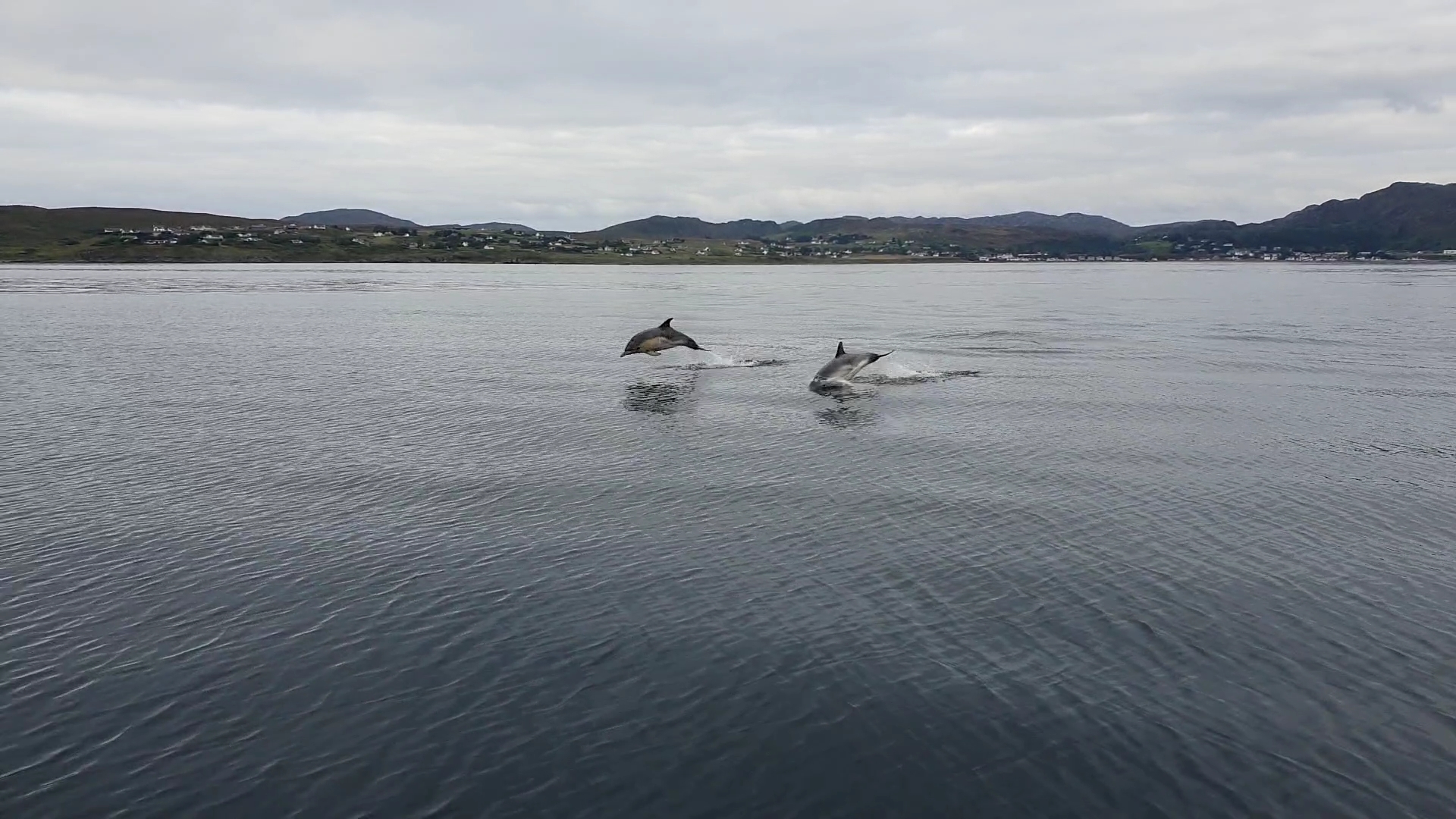Dolphins diving out of the water