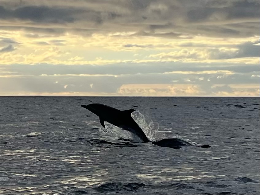 Dolphin diving out the sea